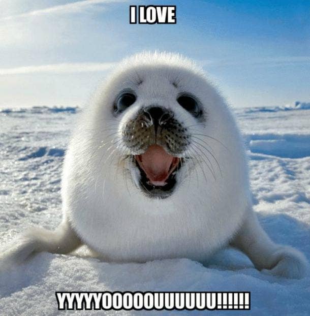 love meme seal