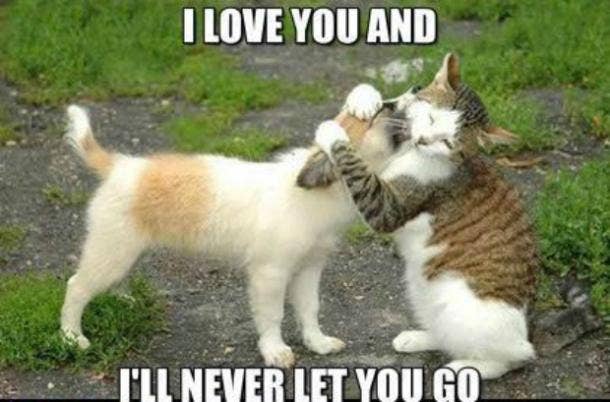100 Best 'I Love You' Memes That Are Cute, Funny & Romantic | YourTango