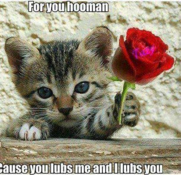 100 Cute Love Memes To Share With Your Sweetheart Yourtango