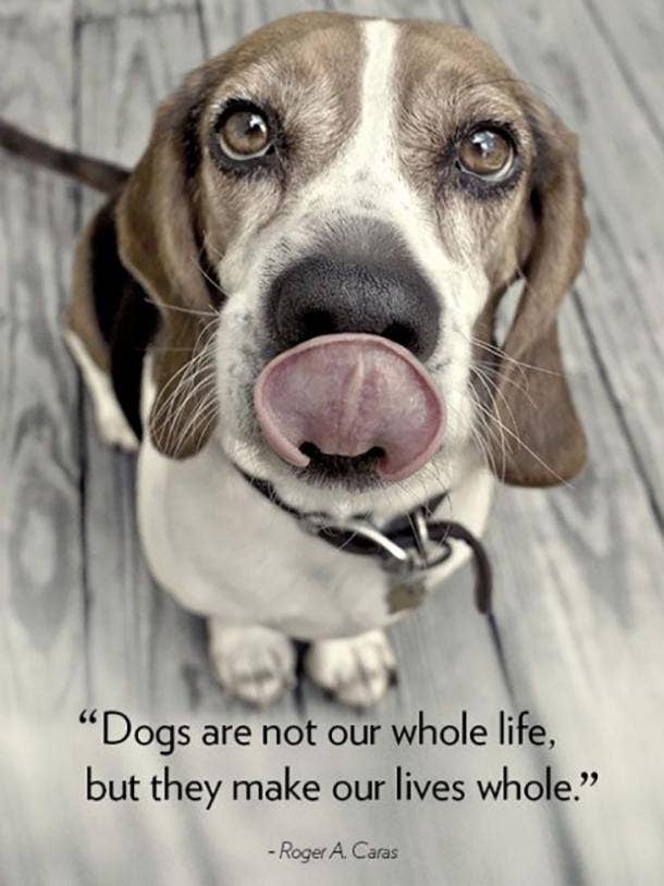 20 Quotes That Prove Dogs Are Truly Wo Man S Best Friend Yourtango