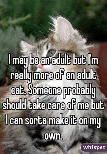 <strong>When you feel independent.</strong> funny adulting quote
