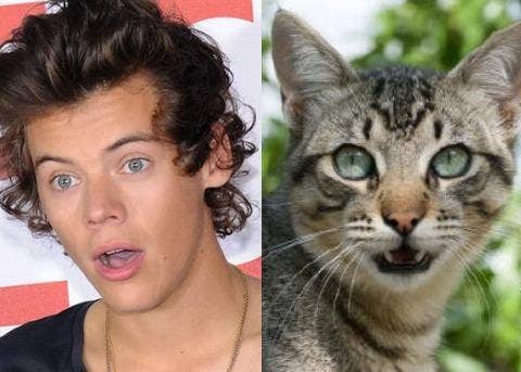 10 Times Harry Styles Resembled A Cat And Made Us Fall In Love Yourtango