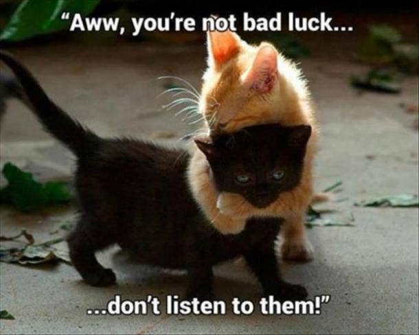 Dfw Kitten Network