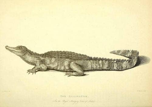 <b>3. Do not feed the alligators</b> nudist colonies