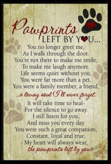 Loss Of Pet Quotes Magnificent 48 Sympathy Quotes To Help Cope With Death Of A Pet YourTango Loss Of Pet Quotes Magnificent 48 Sympathy Quotes To Help Cope With Death Of A Pet YourTango