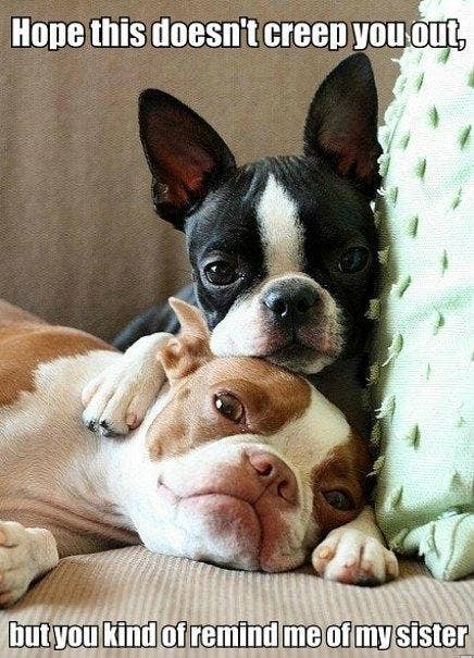 dating sites animals