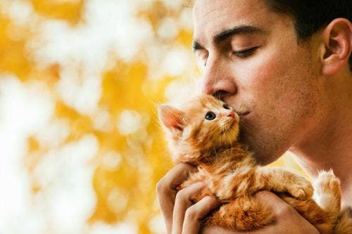12 Hot Guys With Cats Yourtango