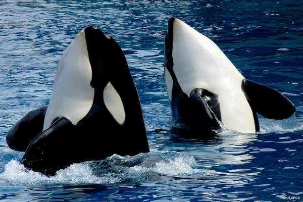gorgeous orcas