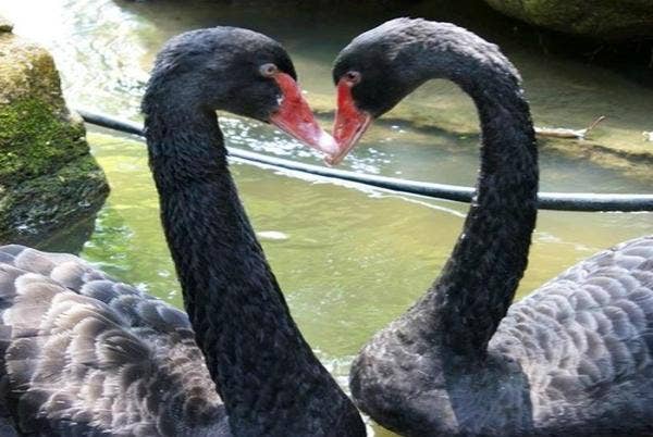 black swans in love