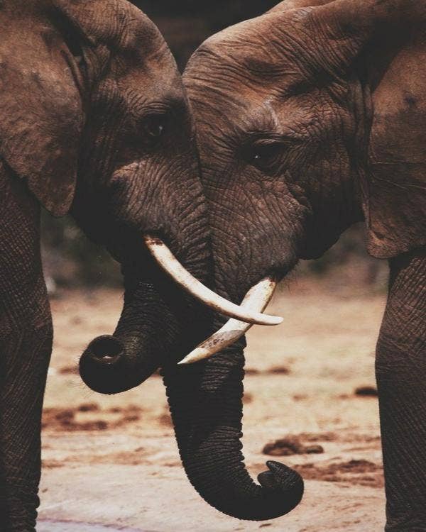 elephants in love
