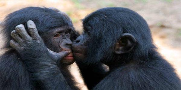 bonobos kissing