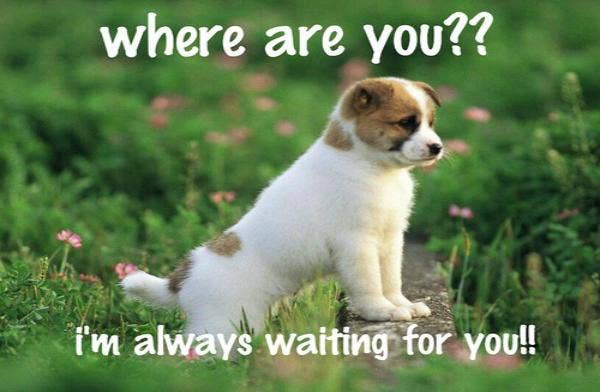 cute puppy waiting