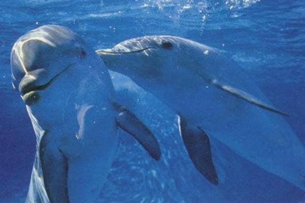 cute dolphins