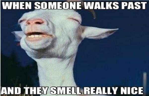 creepy goat