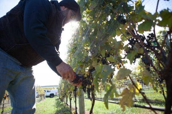 Macari Vineyards