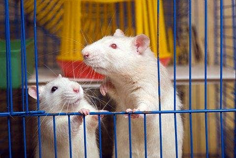 caged rats