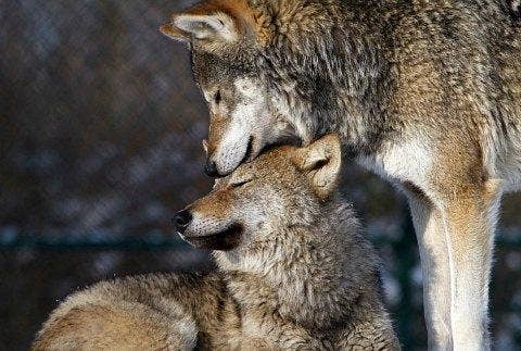 wolves cuddling