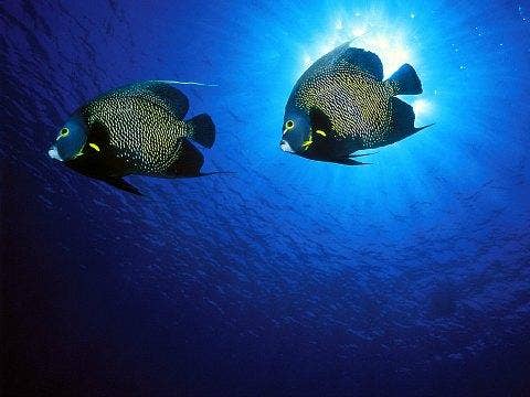 french angelfish