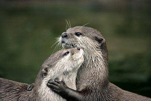 otters
