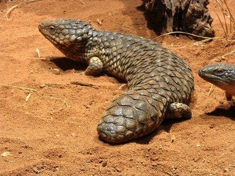 shingleback skink lizards