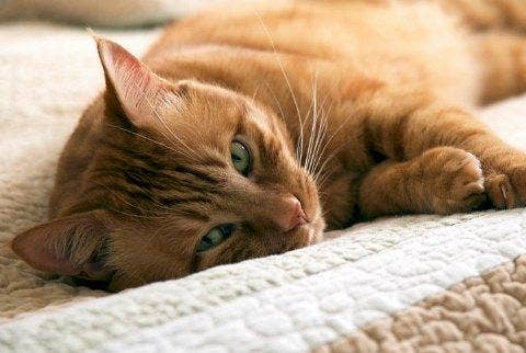 sleepy cat