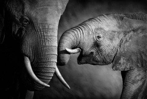 elephants
