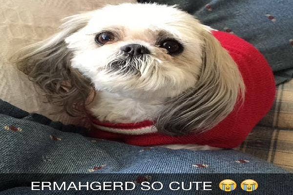Pet Snapchats