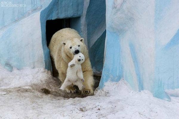 25 Of The SWEETEST And Most Adorable Animal Parenting Moments