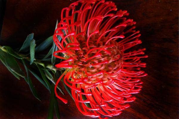 aquarius zodiac flower proteas