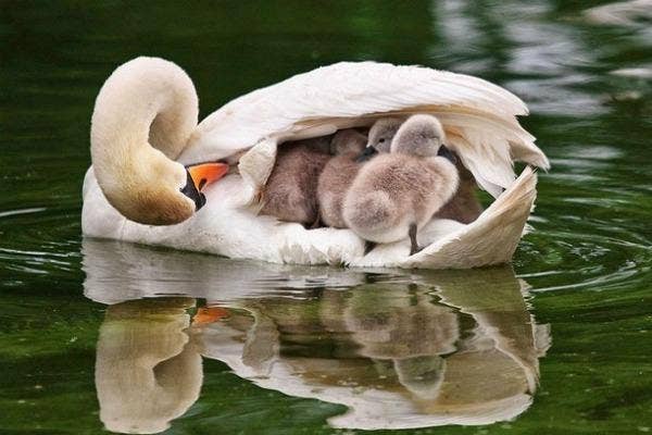 25 Of The SWEETEST And Most Adorable Animal Parenting Moments