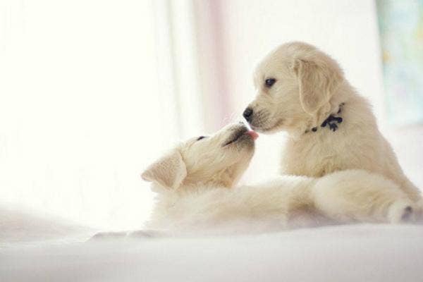 puppy kiss