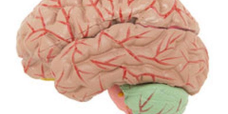 model of brain