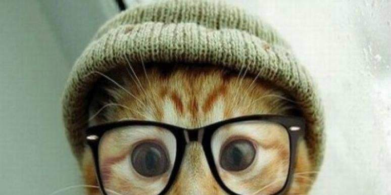 11 Cats All Ready For Date Night 11 Cats All Ready For Date Night