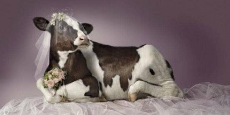 12 Most Ridiculous Animal Weddings 12 Most Ridiculous Animal Weddings