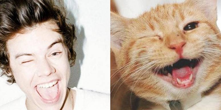 harry styles and cat