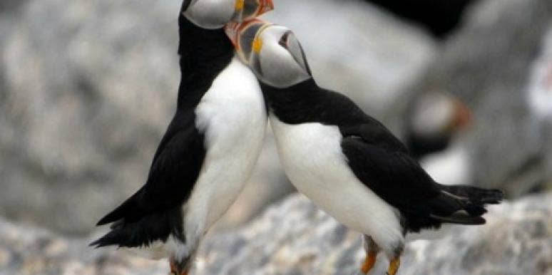 5 Reasons Puffins Win At Love 5 Reasons Puffins Win At Love