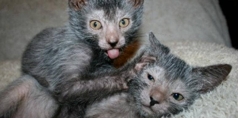 lykoi lykoi