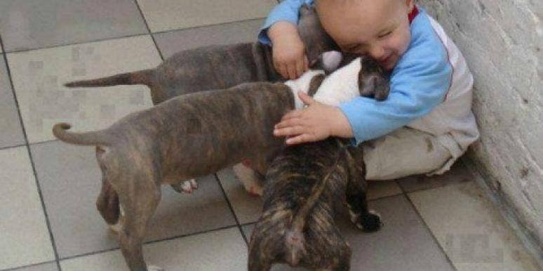 baby dogs baby dogs