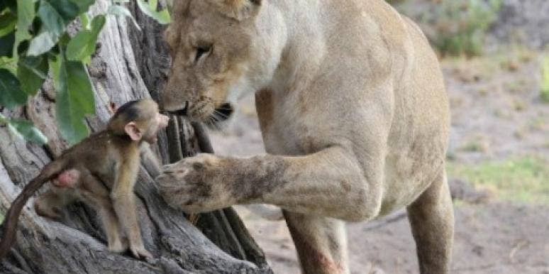 lion lion