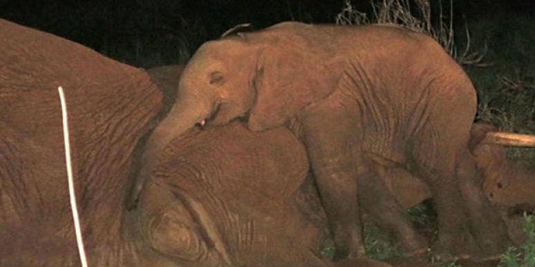 baby-elephant baby-elephant