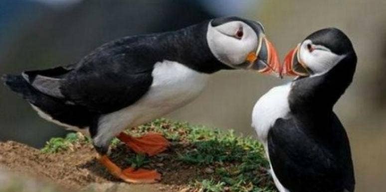 It's Official! Animals Can Fall In Love! | YourTango