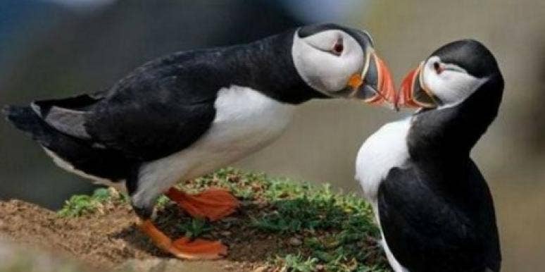It's Official! Animals Can Fall In Love! | YourTango It's Official! Animals Can Fall In Love! | YourTango