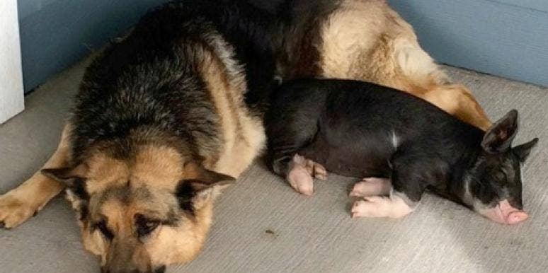 Love: German Shepherd And Piglet Form Loving, Unbreakable Bond ...