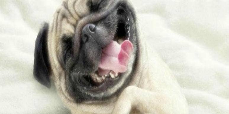 15 Animals Who Give The Best Breakup Advice 15 Animals Who Give The Best Breakup Advice