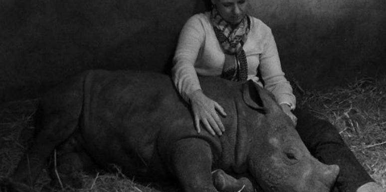 rhino rhino