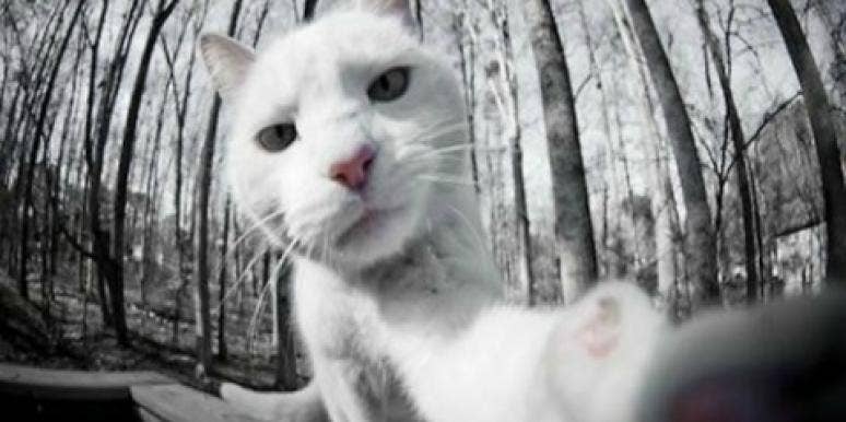 12 Animals Trying To Land A Date With Amazing Selfies 12 Animals Trying To Land A Date With Amazing Selfies