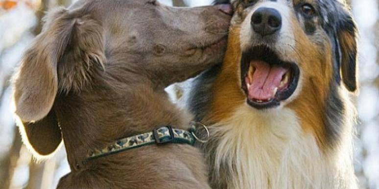 20 Dogs Who Are Madly In Love