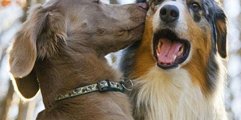 20 Dogs Who Are Madly In Love 20 Dogs Who Are Madly In Love