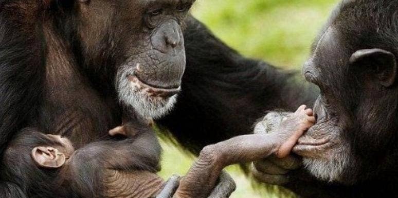 gorillas gorillas