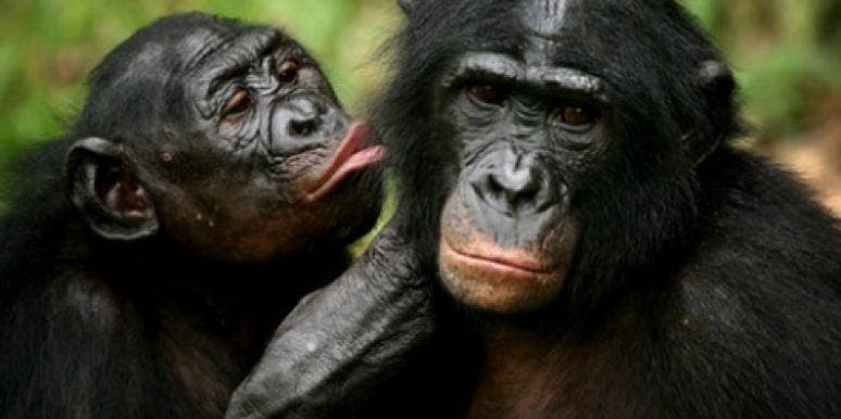 Love: 10 Most Romantic Animals Of All Time Love: 10 Most Romantic Animals Of All Time